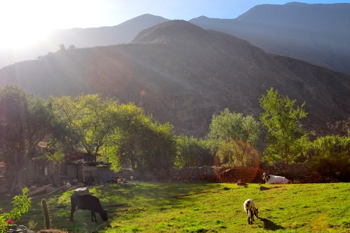 Churin in den Anden (Oktober,2014)