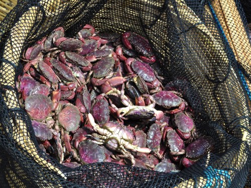 Frisch aus dem Meer - Pimentel