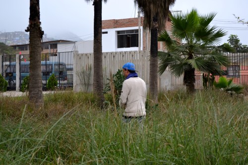 Petite verde, auf alternativer Stadtrundfahrt - Lima
