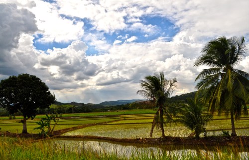 Reisfelder - Tarapoto